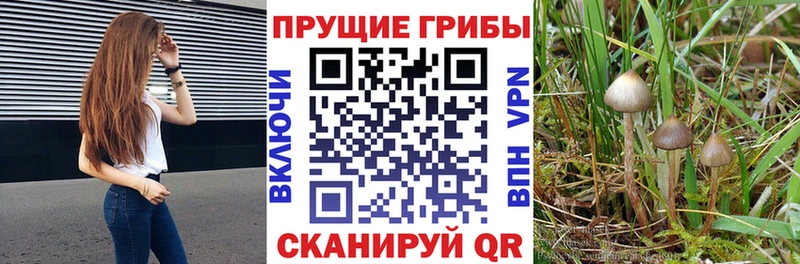 Псилоцибиновые грибы прущие грибы  Абакан 
